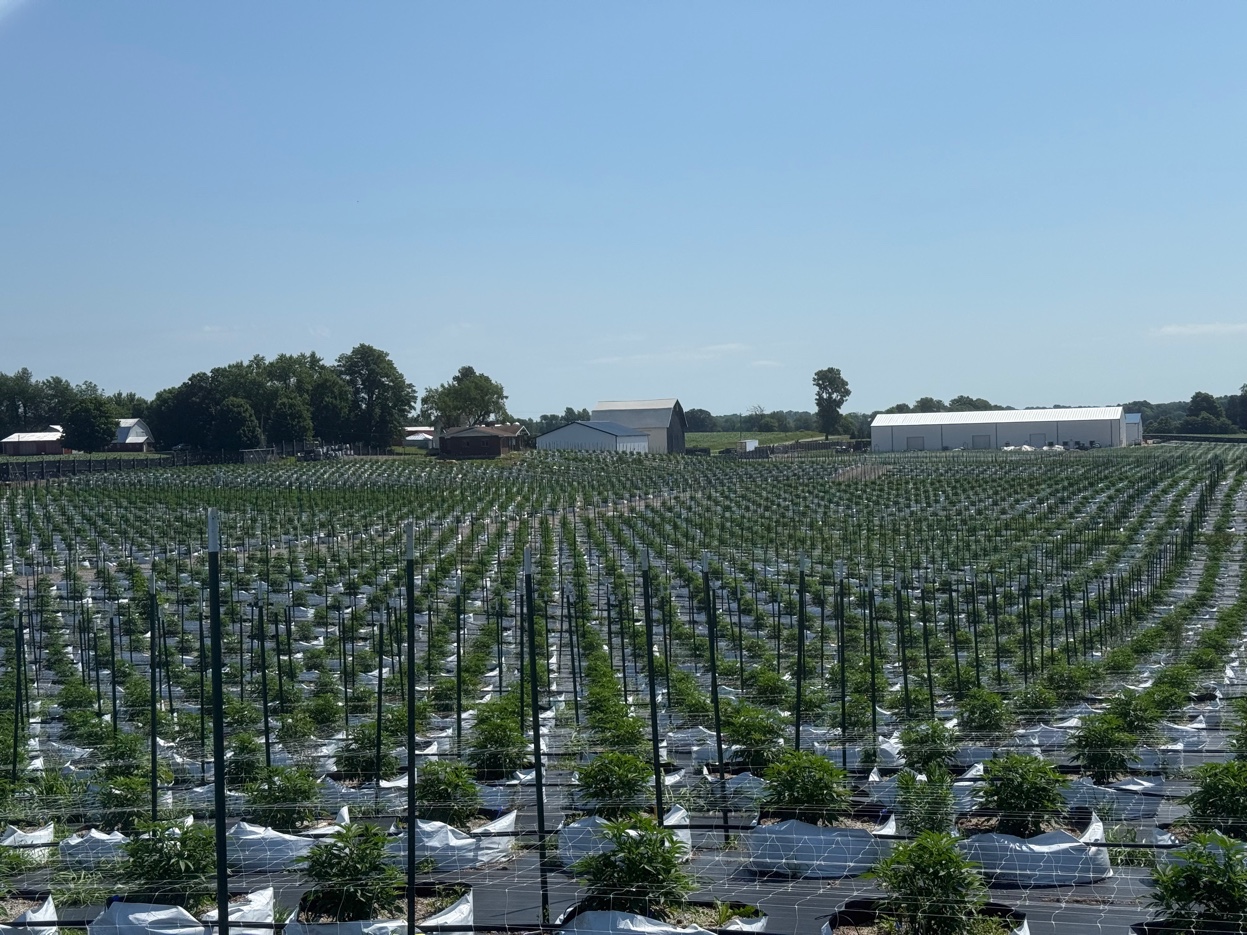 Wide aerial view of outdoor cannabis field