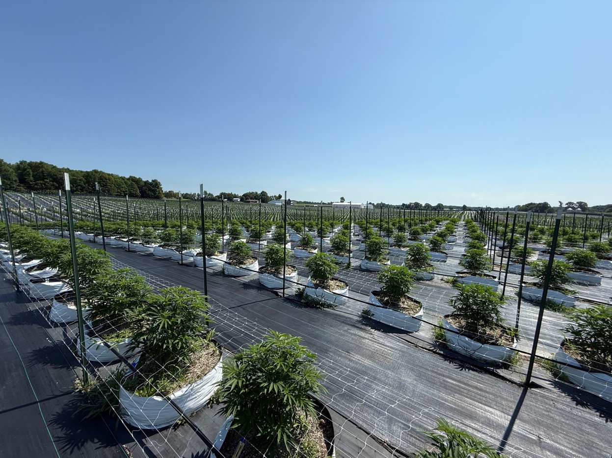 Cannabis rows with trellis support