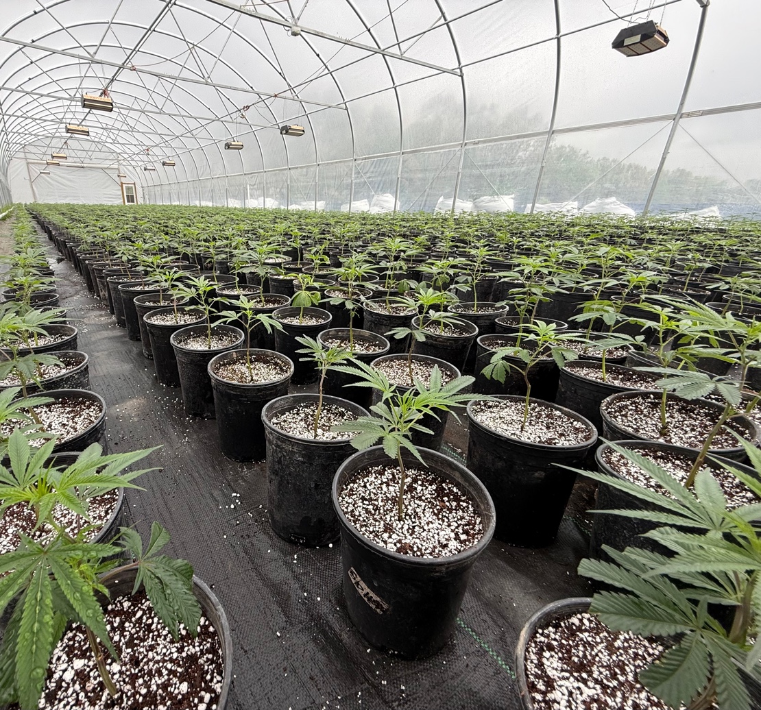 Greenhouse cannabis canopy