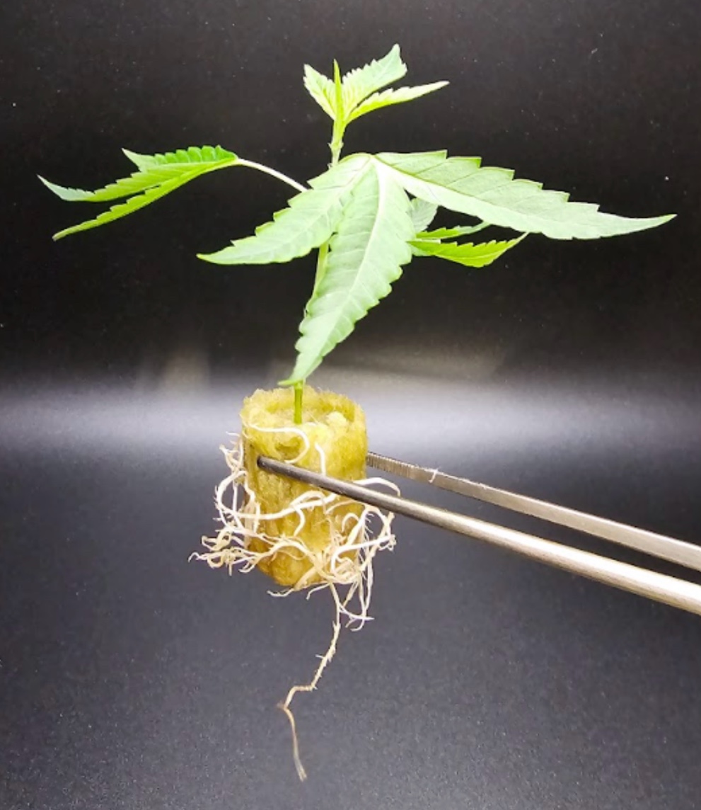 Cannabis clone propagation