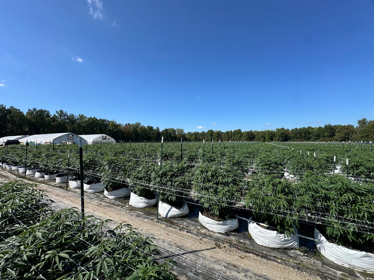 Full outdoor cannabis canopy