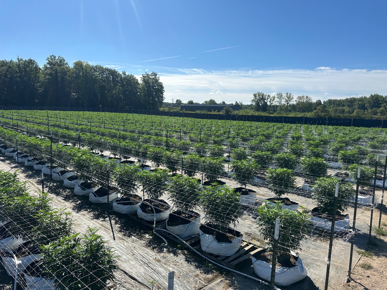 Outdoor cannabis production field