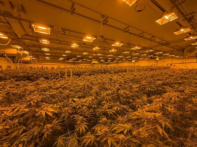 Indoor grow room under HPS lighting
