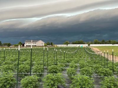 Outdoor cannabis field under storm clouds