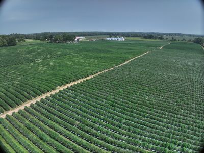 Drone view of 100 acre cannabis operation