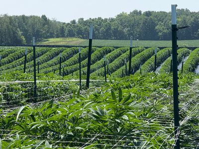 Ground level cannabis rows with trellis netting