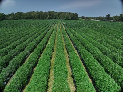 Dense cannabis canopy from above