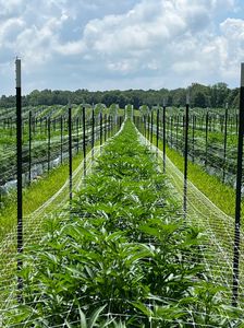 Vanishing point down cannabis row