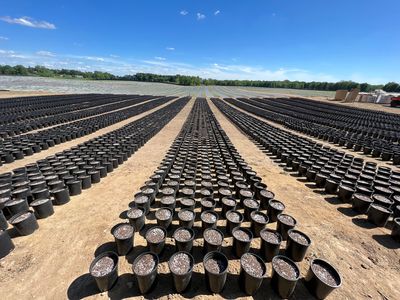 Rows of pots stretching to horizon