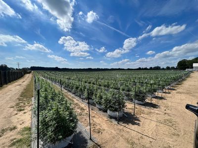 Cannabis field under blue sky